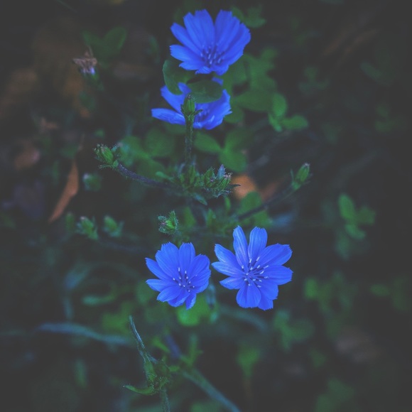 Meet your Posher, Elizabeth - Picture 1 of 1